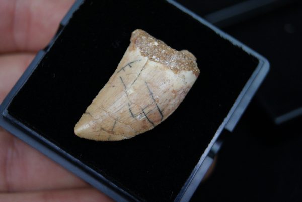 Carcharodontosaurus saharicus