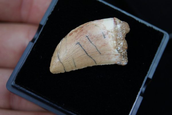 Carcharodontosaurus saharicus