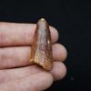 Diente de Elosuchus: Un Tesoro del Cretácico Superior