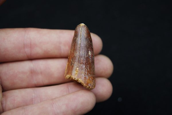 Diente de Elosuchus: Un Tesoro del Cretácico Superior