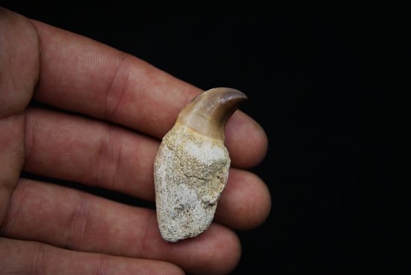 Diente de Mosasaurus beaugei