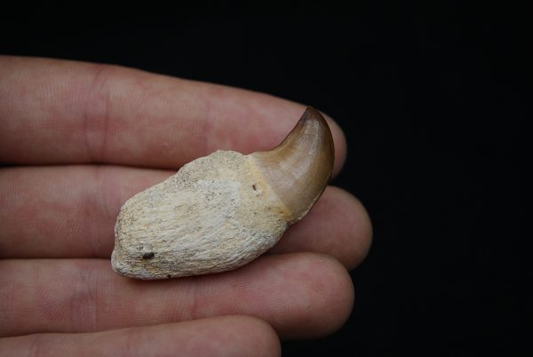 Diente de Mosasaurus beaugei
