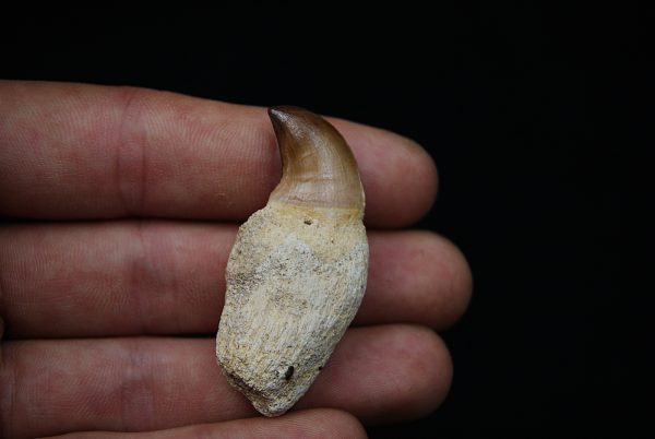 Diente de Mosasaurus beaugei