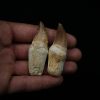 Dientes de Mosasaurus y Halisaurus