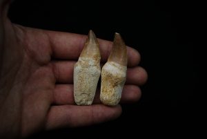 Dientes de Mosasaurus y Halisaurus