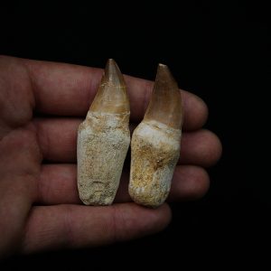 Dientes de Mosasaurus Halisaurus