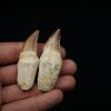 Dientes de Mosasaurus y Halisaurus