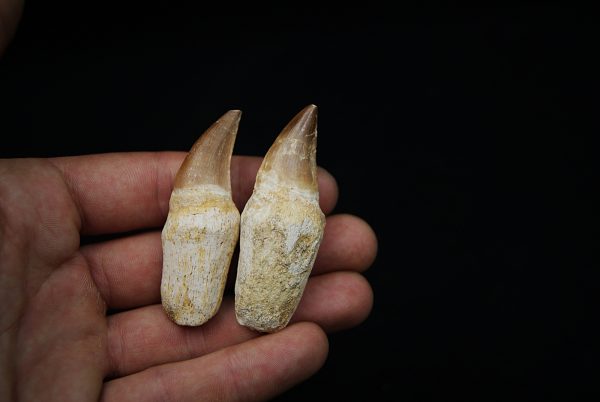 Dientes de Mosasaurus y Halisaurus