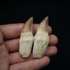 Dientes de Mosasaurus y Halisaurus