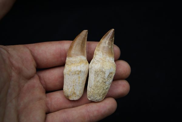 Dientes de Mosasaurus y Halisaurus