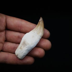 Diente de Halisaurus