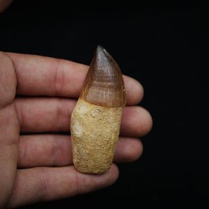 Diente de Mosasaurus prognotodon