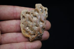 Osteodermo de Elosuchus - Fósil de Kem Kem