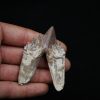 Molar de Basilosaurus