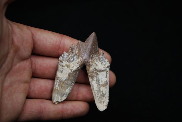 Molar de Basilosaurus