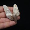 Molar de Basilosaurus