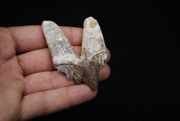 Molar de Basilosaurus