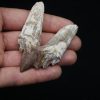 Molar de Basilosaurus