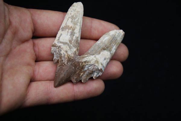 Molar de Basilosaurus
