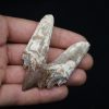 Molar de Basilosaurus