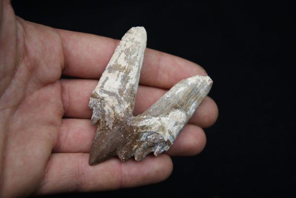 Molar de Basilosaurus