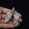 Molar de Basilosaurus