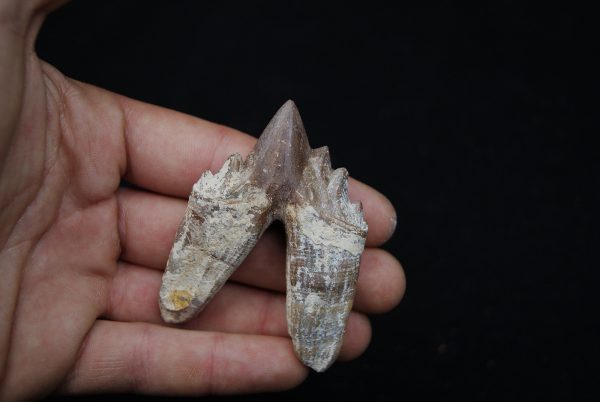 Molar de Basilosaurus