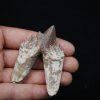 Molar de Basilosaurus