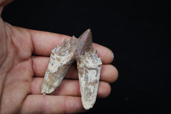 Molar de Basilosaurus