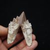 Molar de Basilosaurus