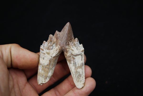 Molar de Basilosaurus