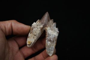 Molar de Basilosaurus