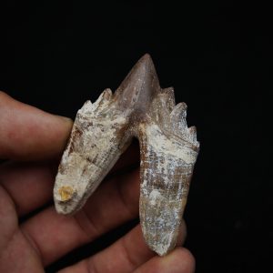 Molar de Basilosaurus