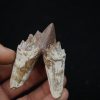 Molar de Basilosaurus