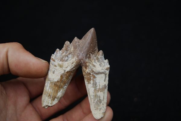 Molar de Basilosaurus