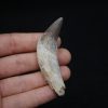 Colmillo de Basilosaurus