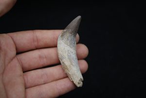 Colmillo de Basilosaurus
