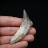 Colmillo de Basilosaurus