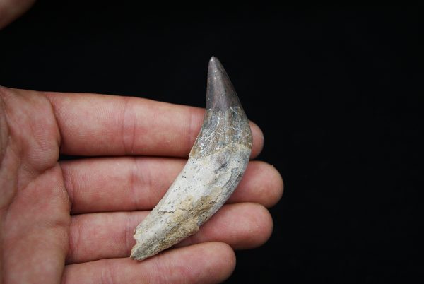 Colmillo de Basilosaurus