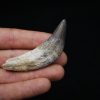 Colmillo de Basilosaurus