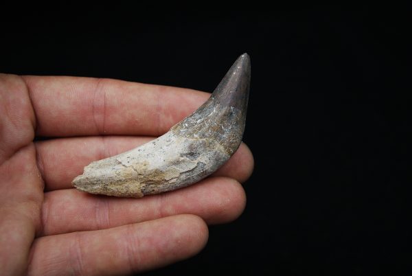 Colmillo de Basilosaurus