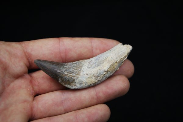 Colmillo de Basilosaurus