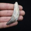 Colmillo de Basilosaurus