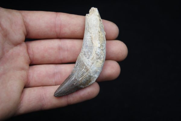 Colmillo de Basilosaurus