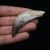 Colmillo de Basilosaurus