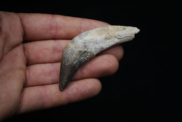 Colmillo de Basilosaurus
