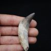 Colmillo de Basilosaurus