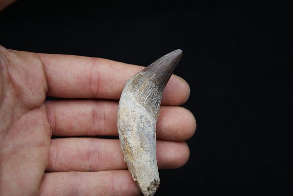 Colmillo de Basilosaurus