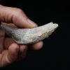 Colmillo de Basilosaurus
