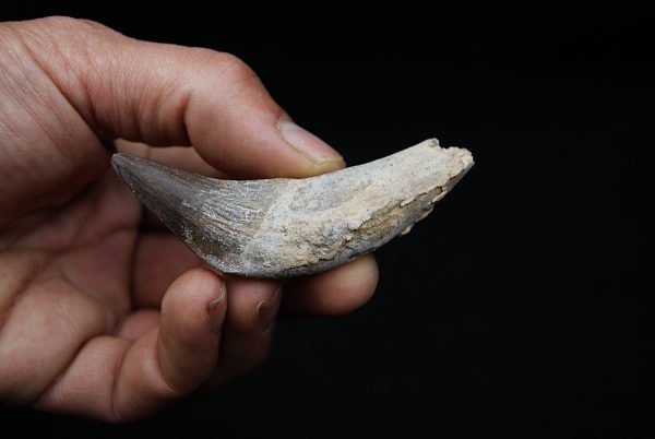 Colmillo de Basilosaurus